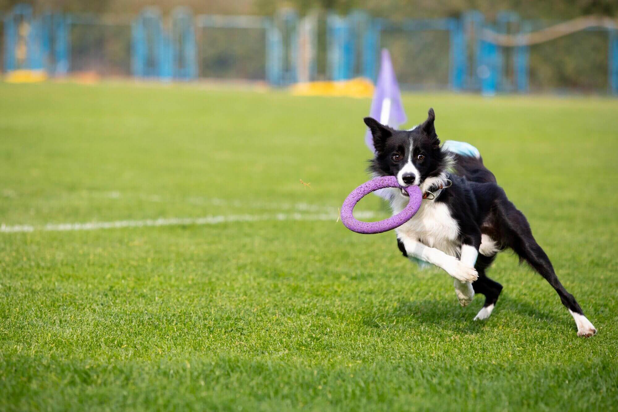 Sport:80 develop app to digitise the American Kennel Club’s Agility League